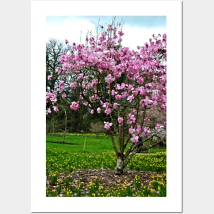 Magnolia Tree Batsford Arboretum Cotswolds UK Posters and Art